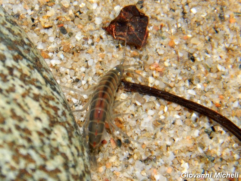 Piccoli crostacei fluviali da ID